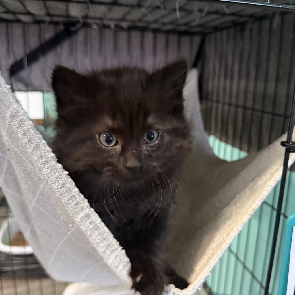Hocus, a Adoptable Domestic Long Hair in Marion, VA image 2/2
