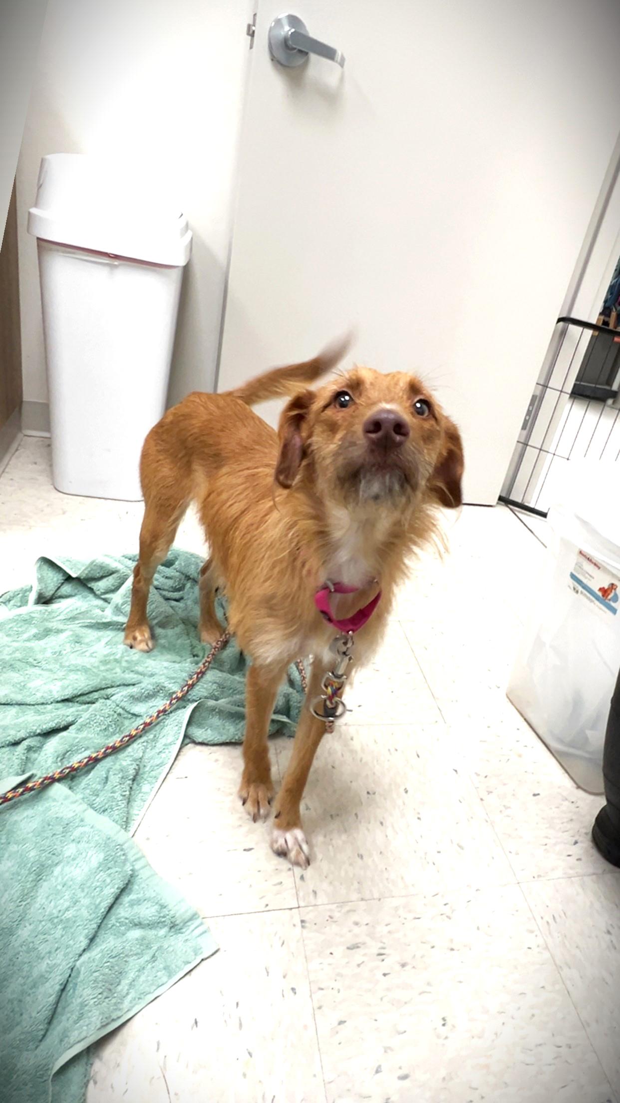 Enlarge Hazel, an adoptable mixed breed in Amsterdam, NY image 5/5