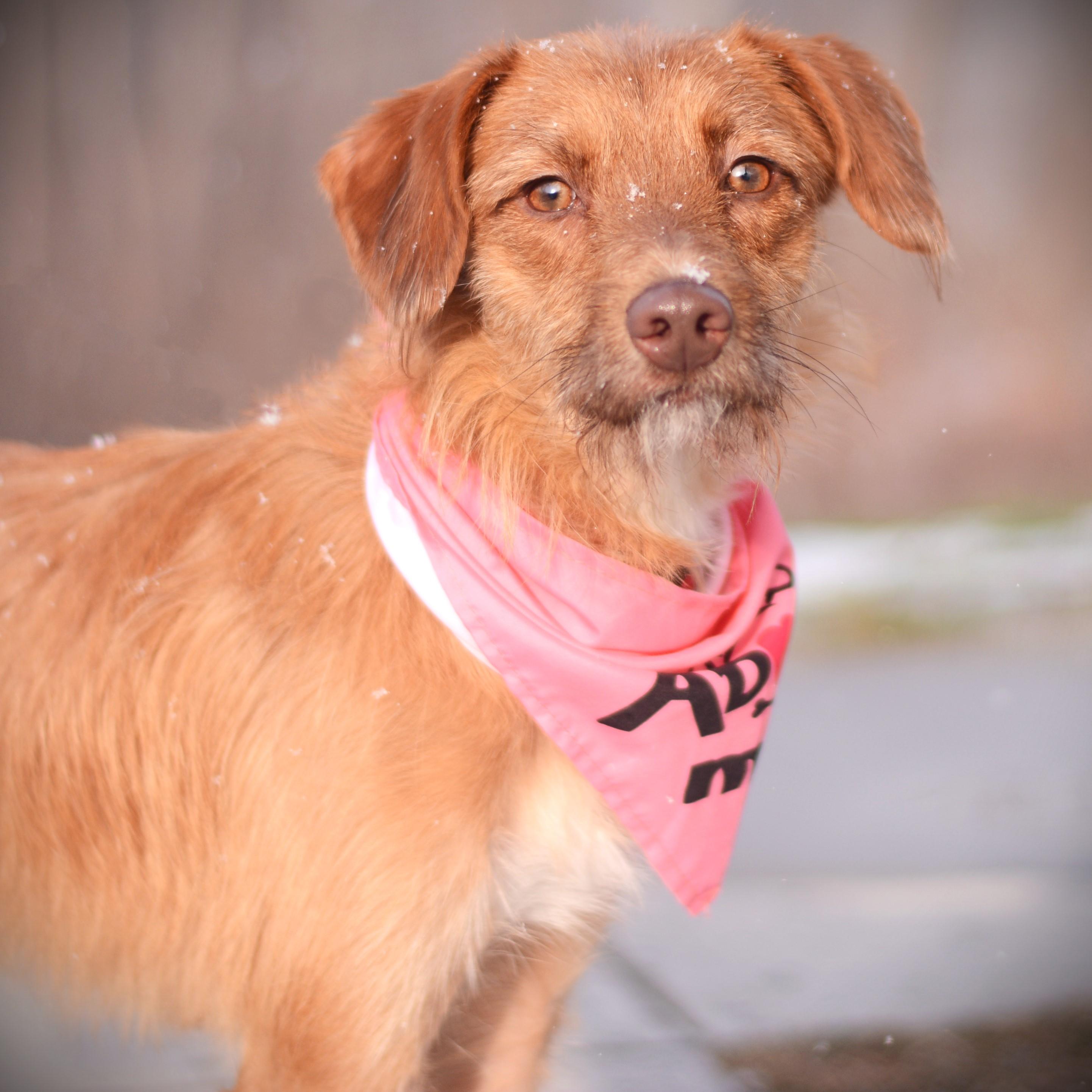 Hazel, adoptable, Young Female Wire Fox Terrier.