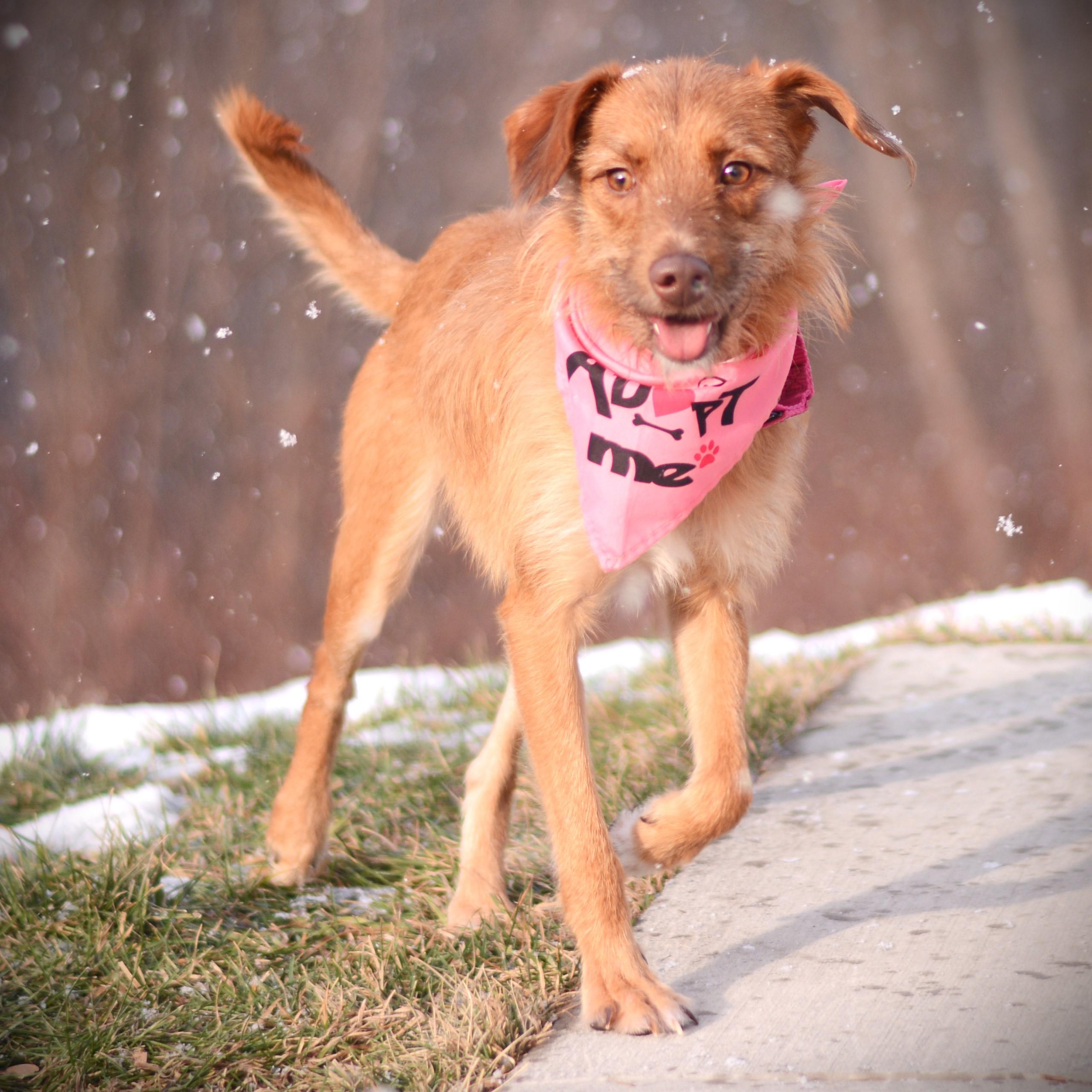 Enlarge Hazel, an adoptable mixed breed in Amsterdam, NY image 2/5