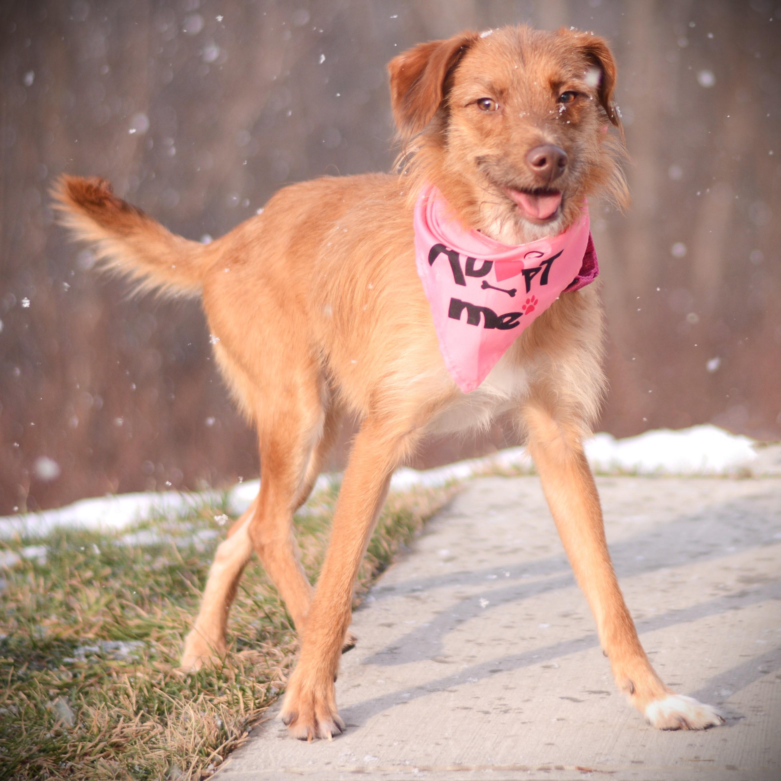 Enlarge Hazel, an adoptable mixed breed in Amsterdam, NY image 3/5