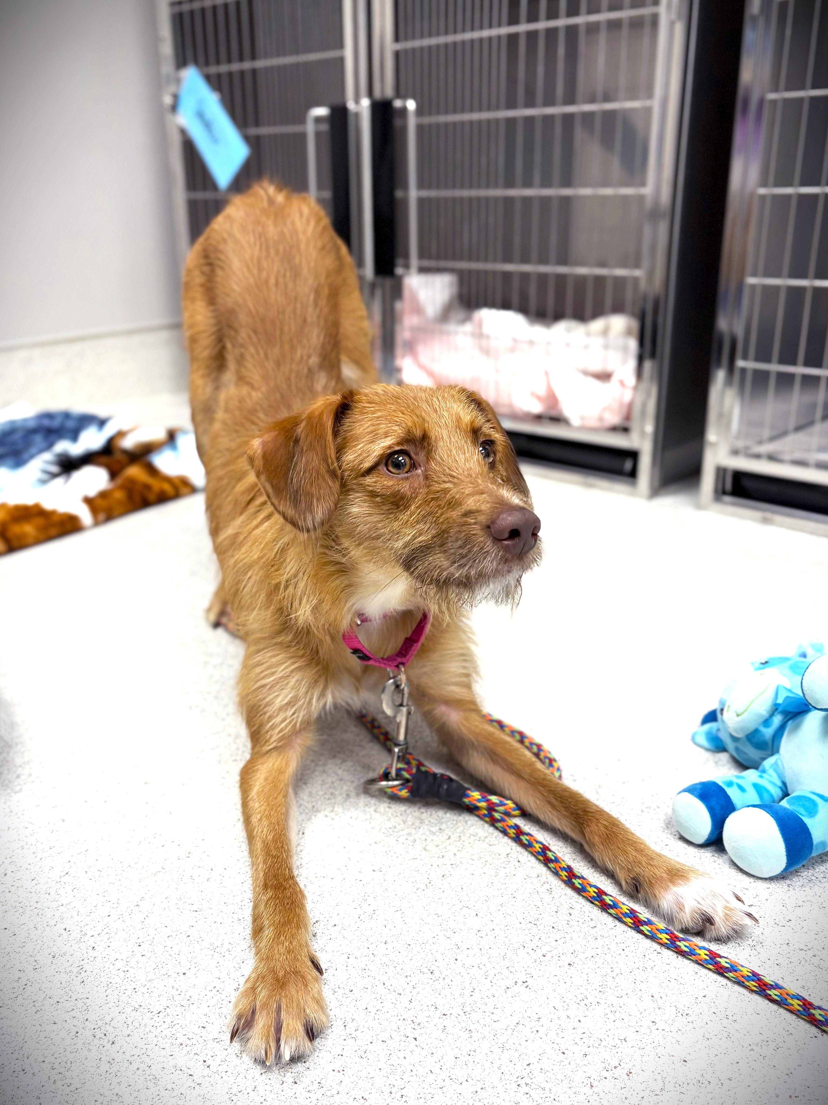 Enlarge Hazel, an adoptable mixed breed in Amsterdam, NY image 4/5