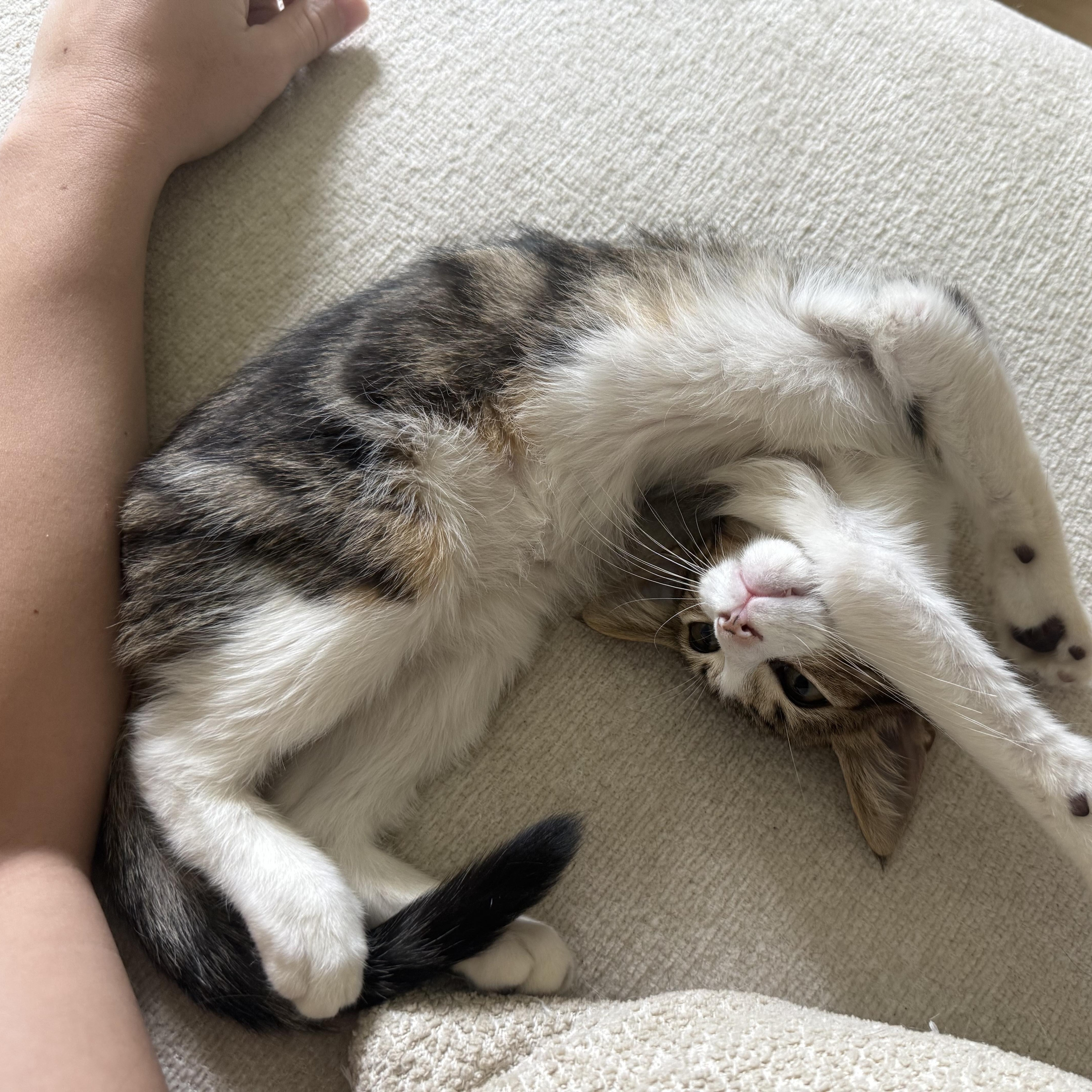 Milo (loves to get kisses), ADOPTABLE, Kitten Male Domestic Short Hair.