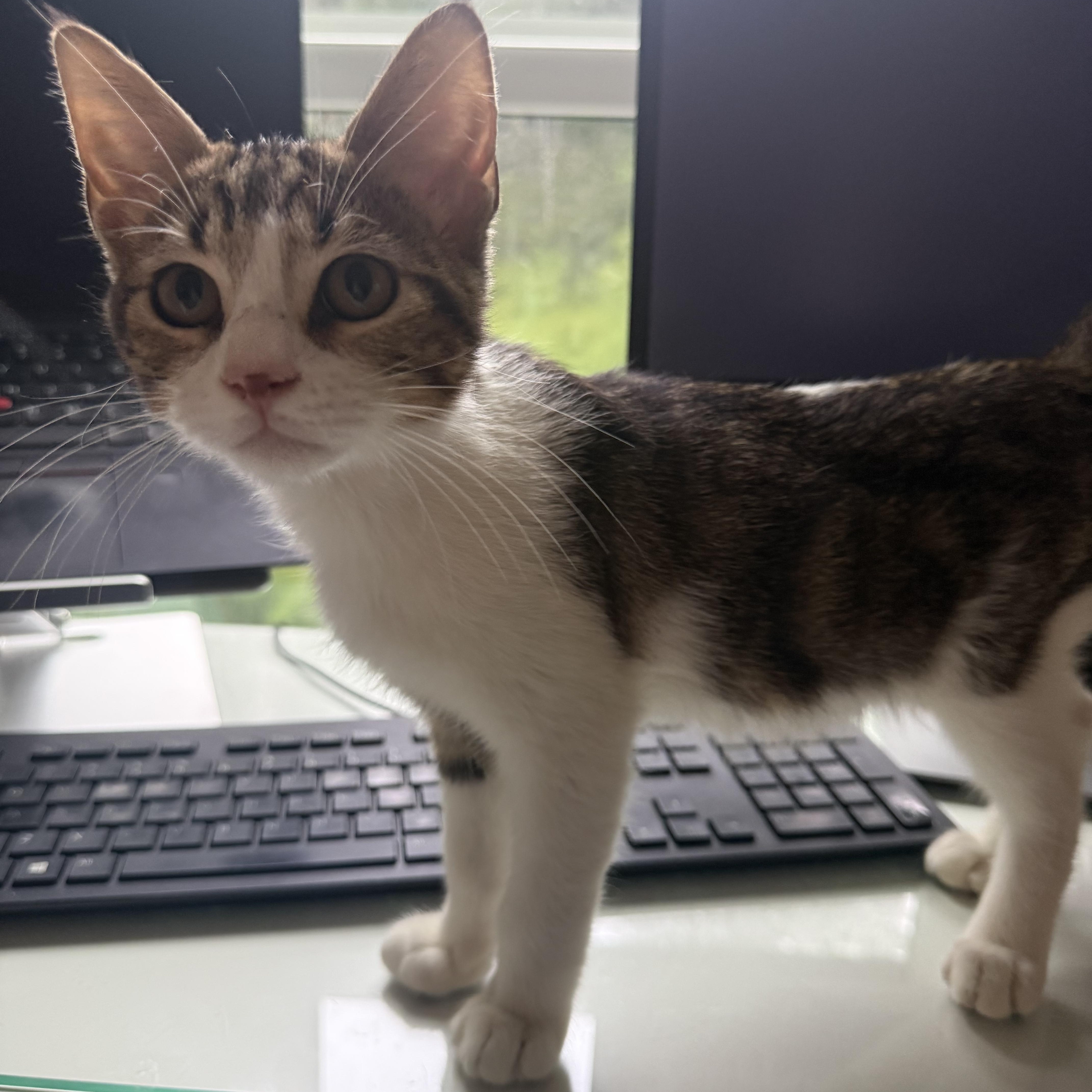 Milo (loves to get kisses), a ADOPTABLE Domestic Short Hair in Atlanta, GA image 5/5