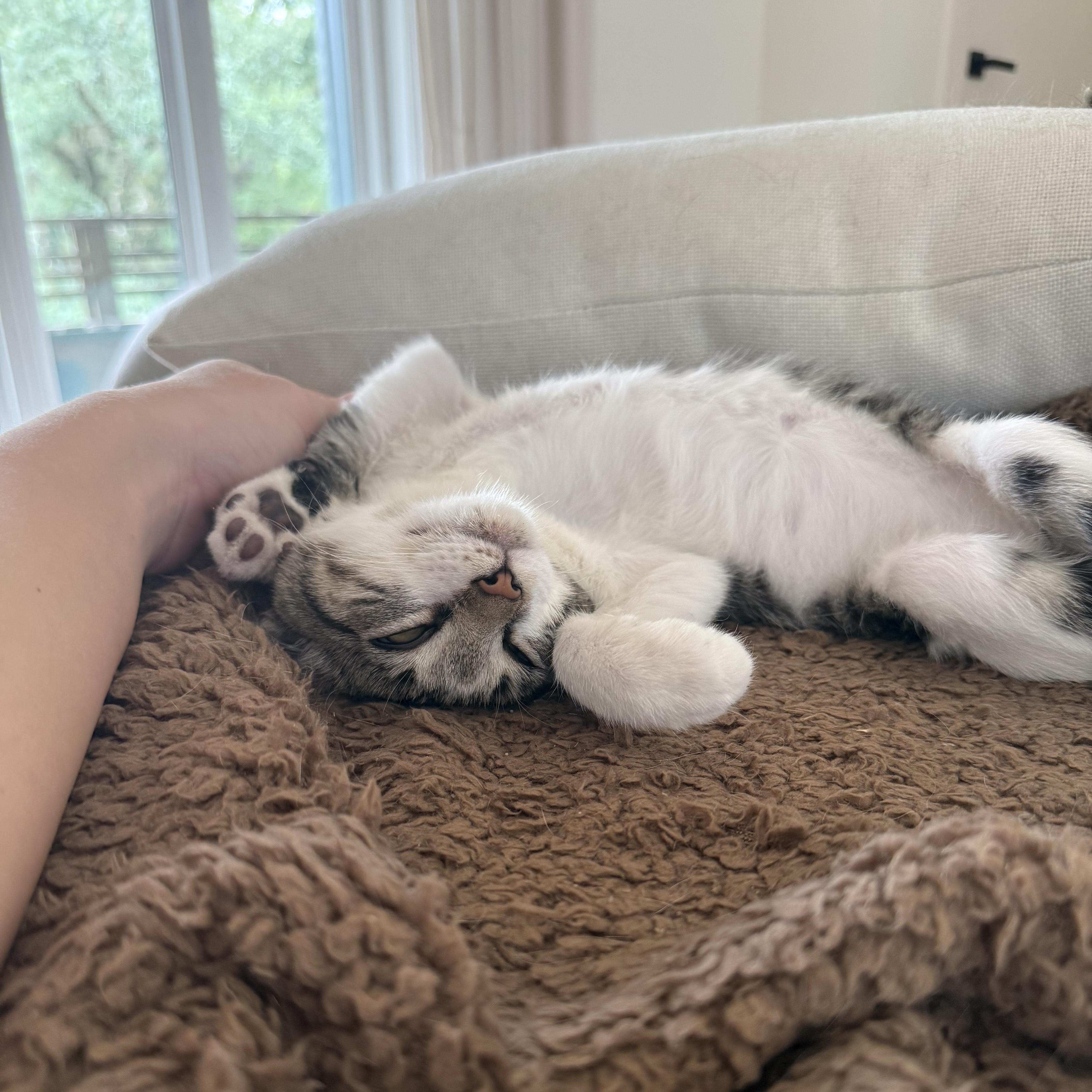 Milo (loves to get kisses), a ADOPTABLE Domestic Short Hair in Atlanta, GA image 4/4