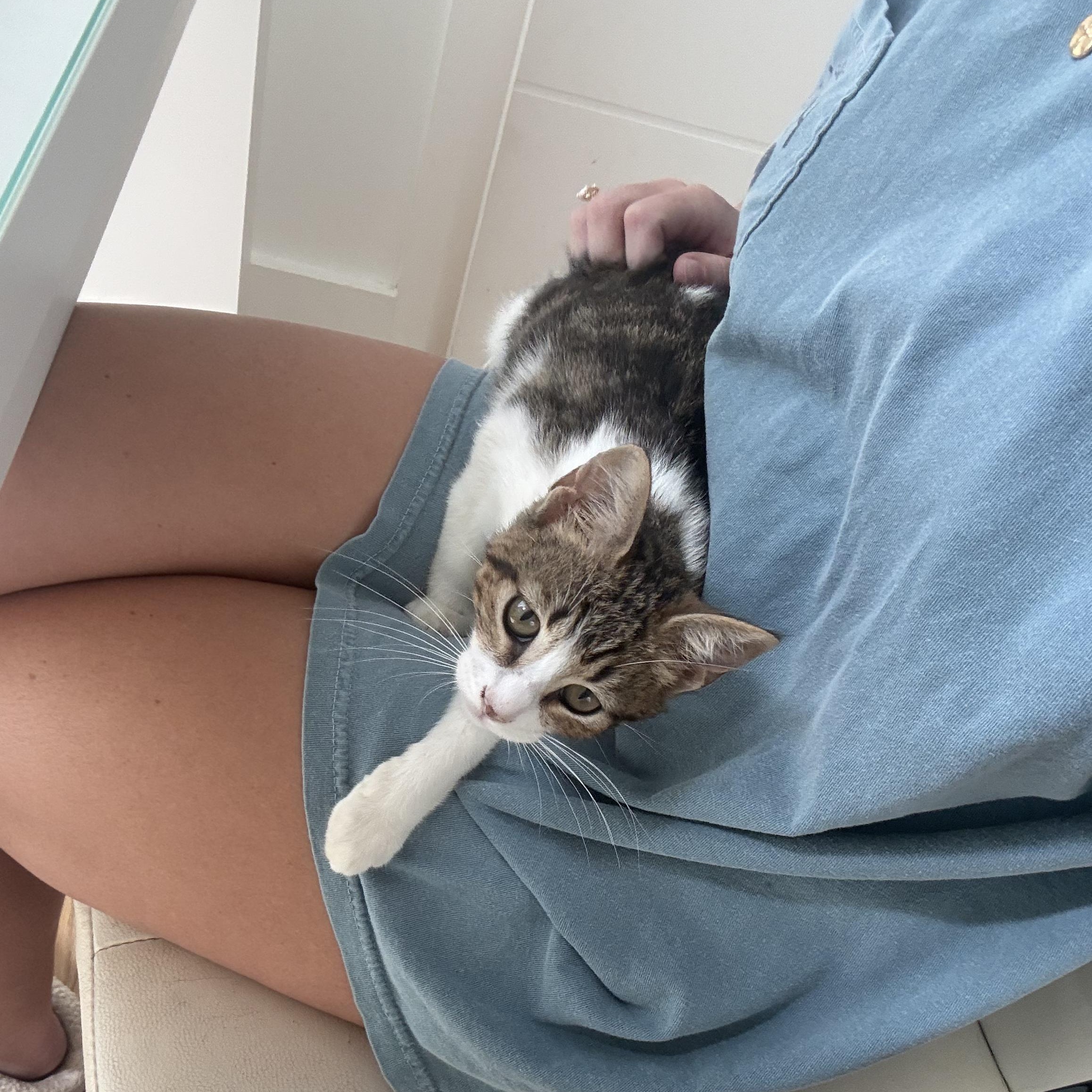 Milo (loves to get kisses), a ADOPTABLE Domestic Short Hair in Atlanta, GA image 3/4