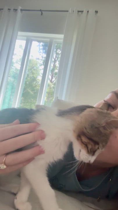 Enlarge Milo (loves to get kisses), a ADOPTABLE Domestic Short Hair in Atlanta, GA video 2/4