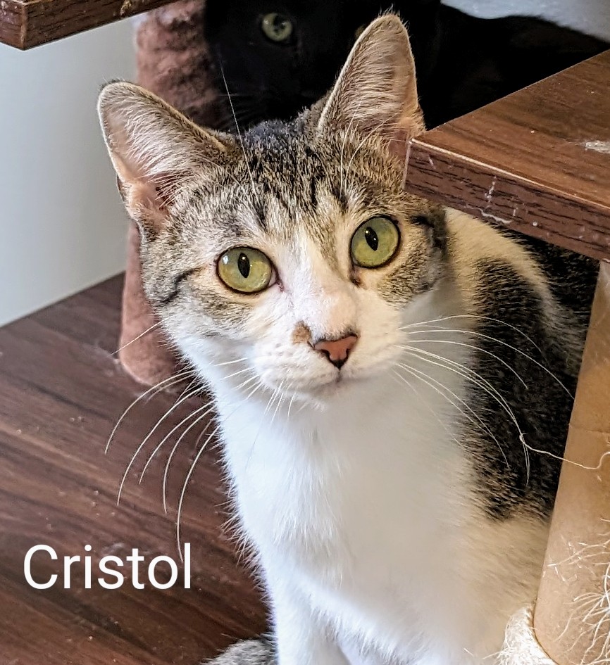 Cristol, Adoptable, Young Female Domestic Short Hair.