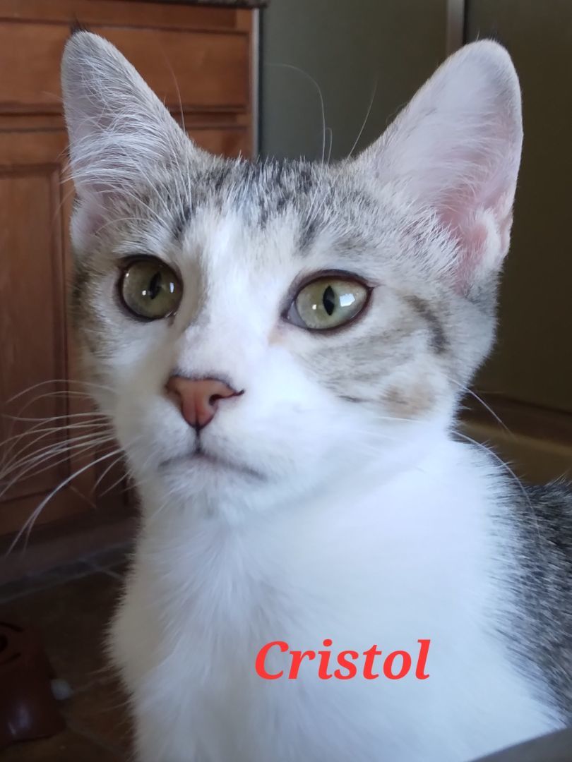 Cristol, a Adoptable Domestic Short Hair in Colfax, IA image 4/4