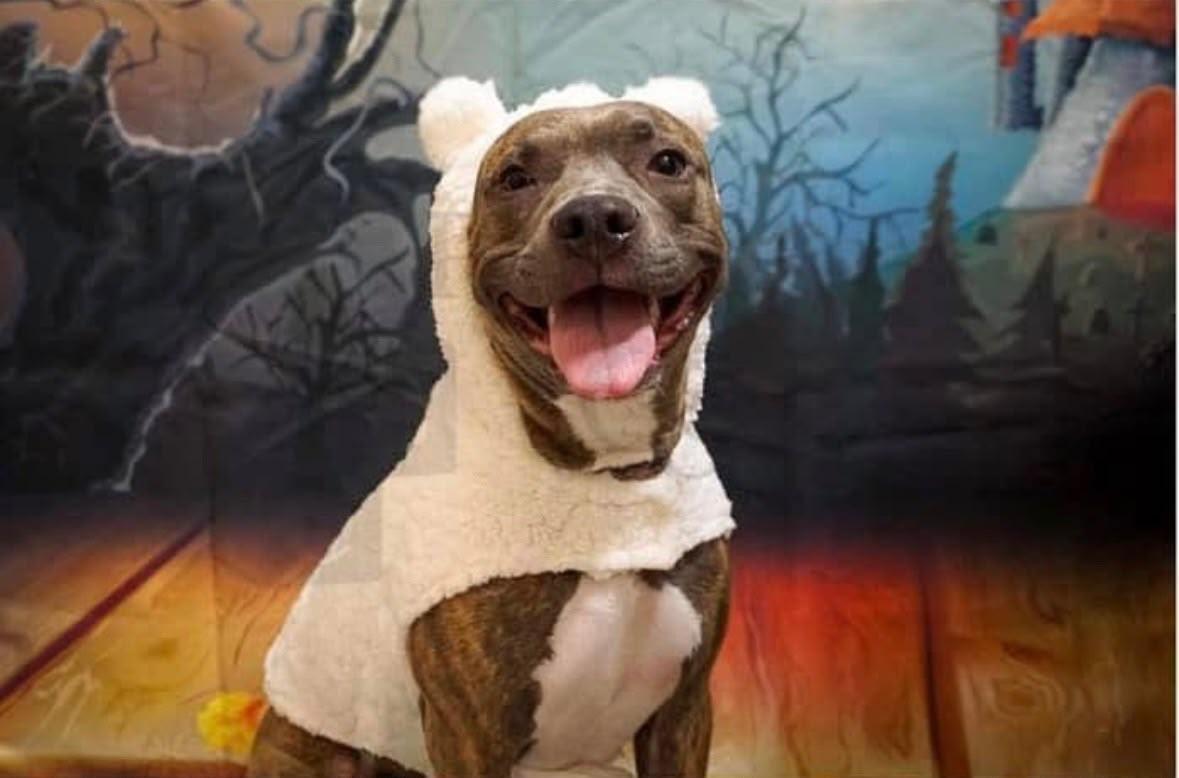 Canela, Adoptable, Adult Female American Staffordshire Terrier & American Bully.