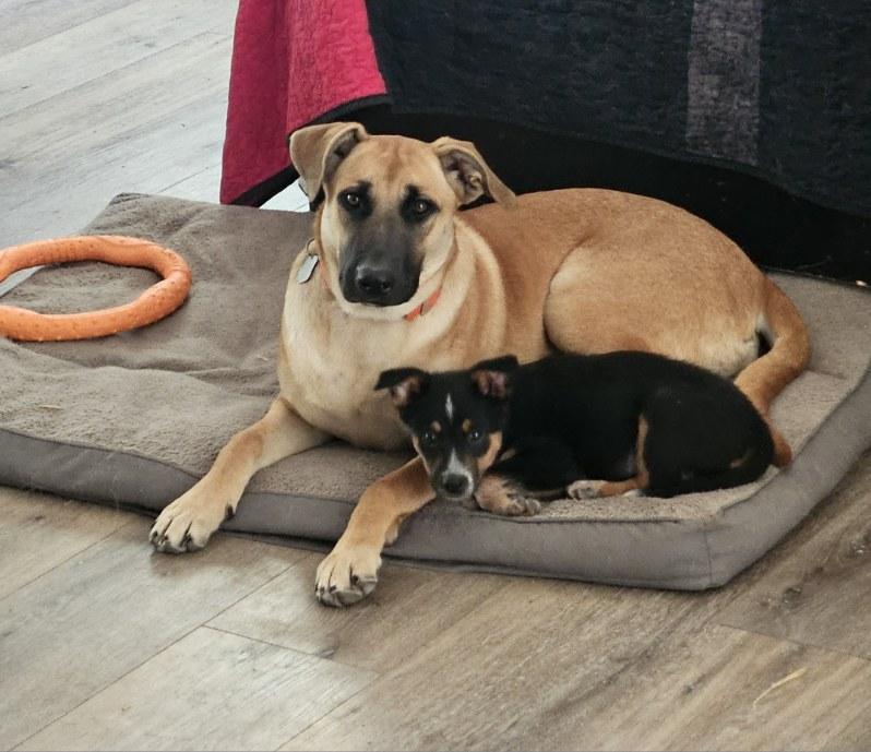 Ginger, a Adoptable mixed breed in South Portland, ME image 2/5