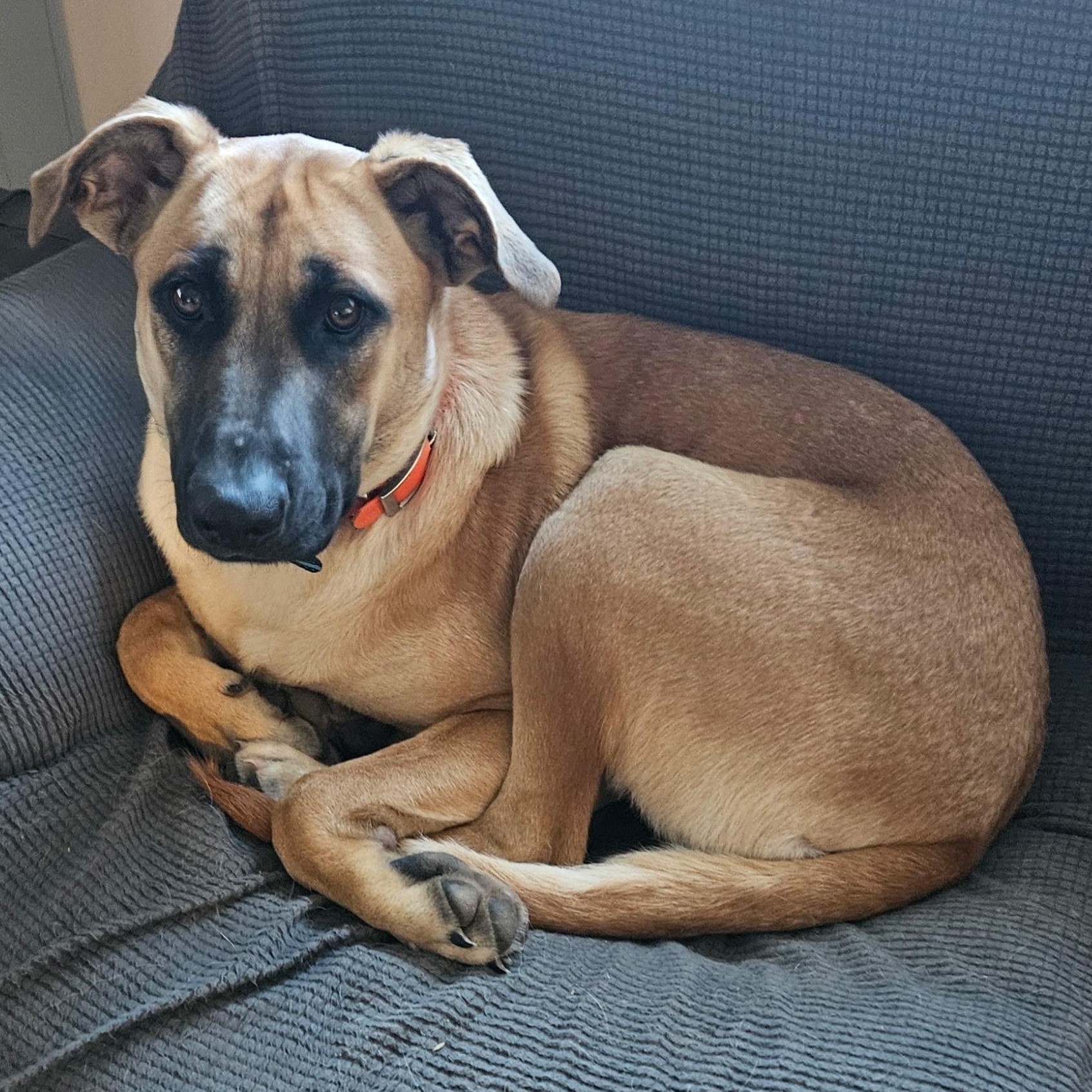 Enlarge Ginger, a Adoptable mixed breed in South Portland, ME image 2/6