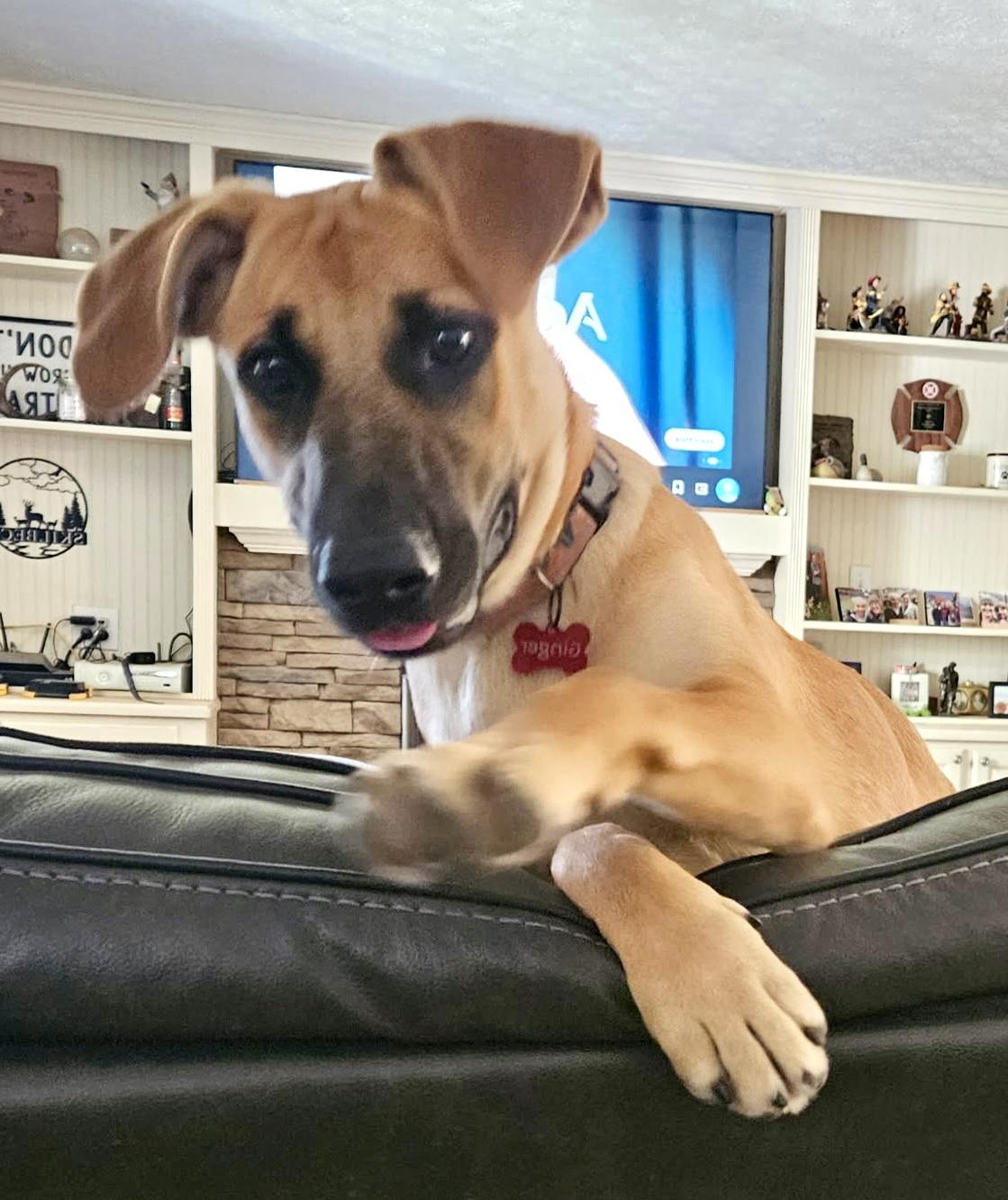 Ginger, Adoptable, Young Female Retriever.