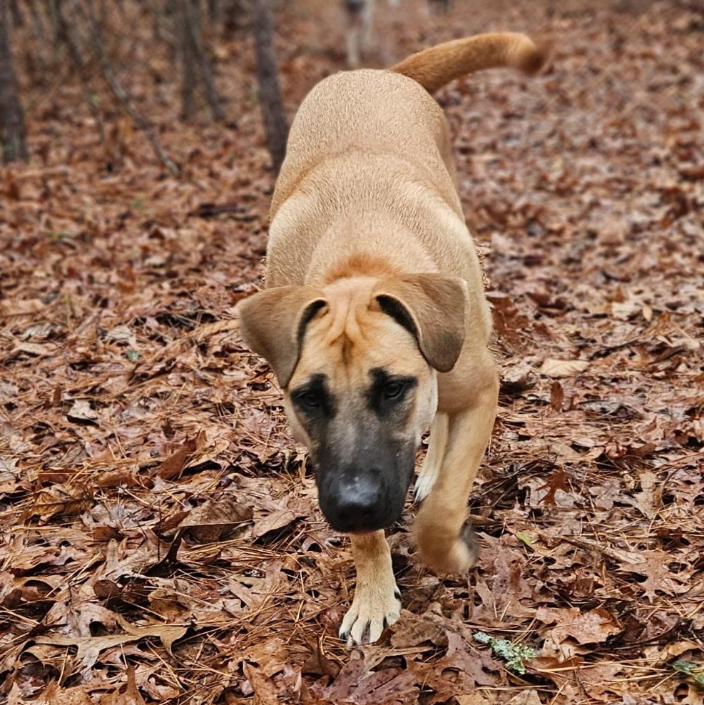 Enlarge Ginger, a Adoptable mixed breed in South Portland, ME image 3/6