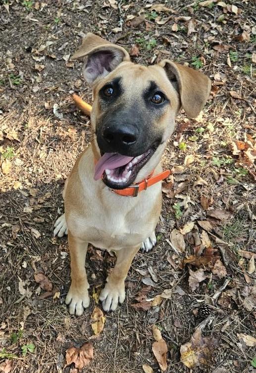 Ginger, a Adoptable mixed breed in South Portland, ME image 3/5