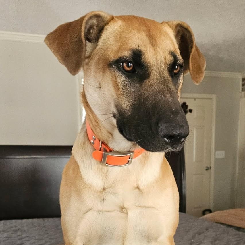 Enlarge Ginger, a Adoptable mixed breed in South Portland, ME image 1/6