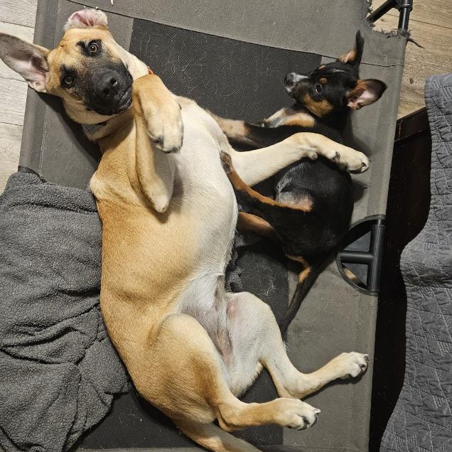 Enlarge Ginger, a Adoptable mixed breed in South Portland, ME image 5/6