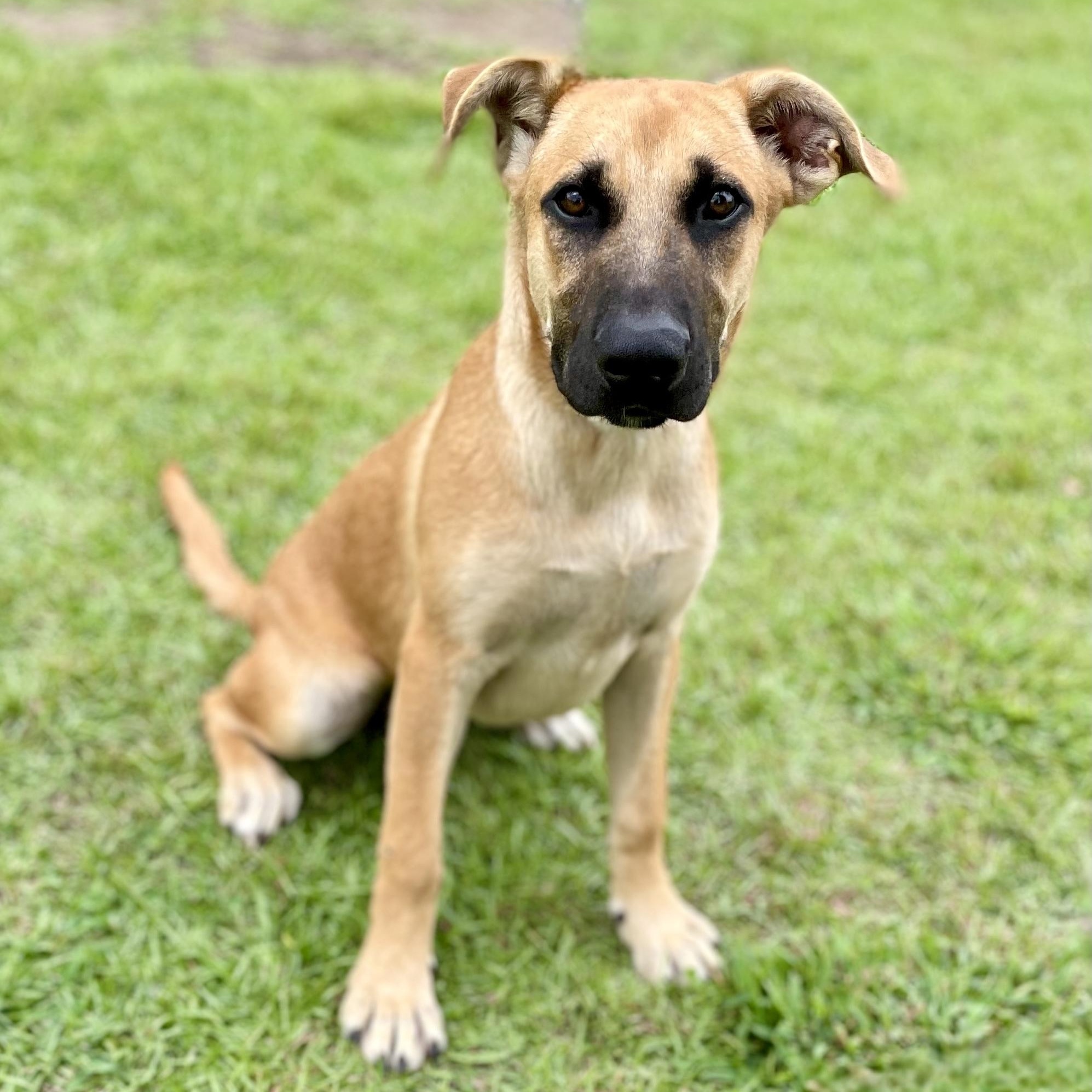 Enlarge Ginger, a Adoptable mixed breed in South Portland, ME image 6/6