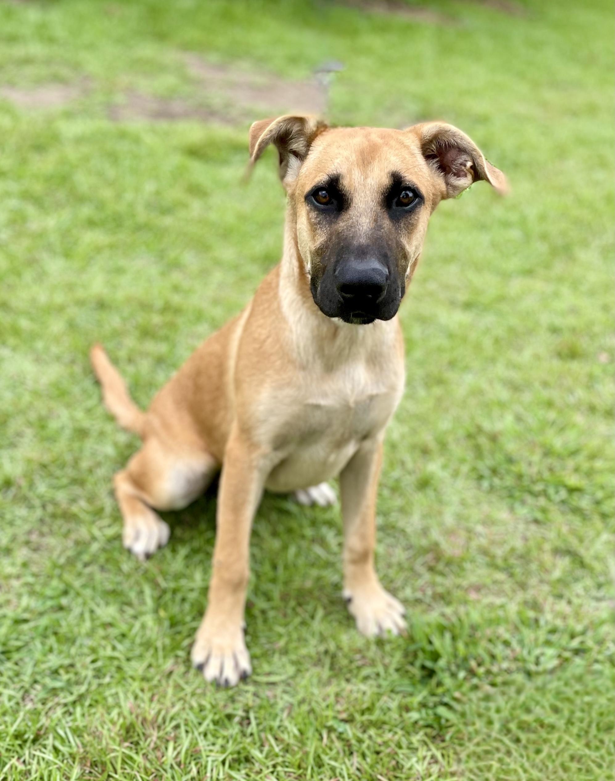 Ginger, a Adoptable mixed breed in South Portland, ME image 5/5
