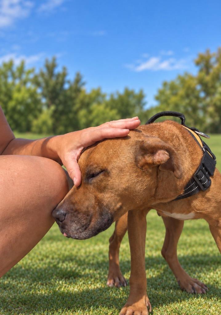 Enlarge Missy, a Adoptable mixed breed in Centralia, IL image 1/6