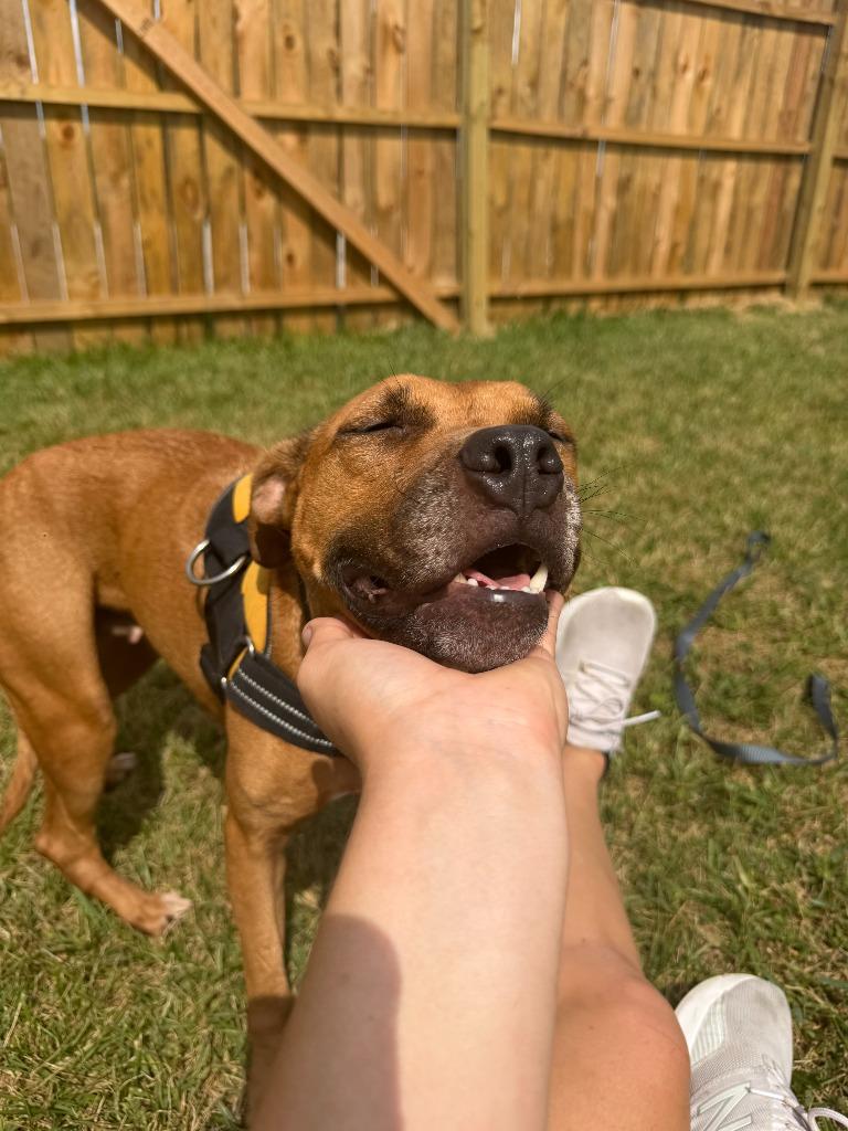 Enlarge Missy, a Adoptable mixed breed in Centralia, IL image 2/6