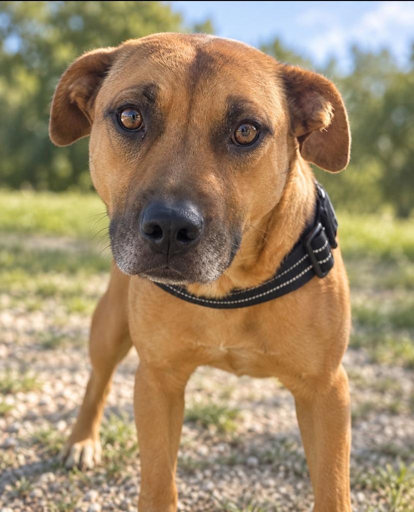 Enlarge Missy, a Adoptable mixed breed in Centralia, IL image 4/6