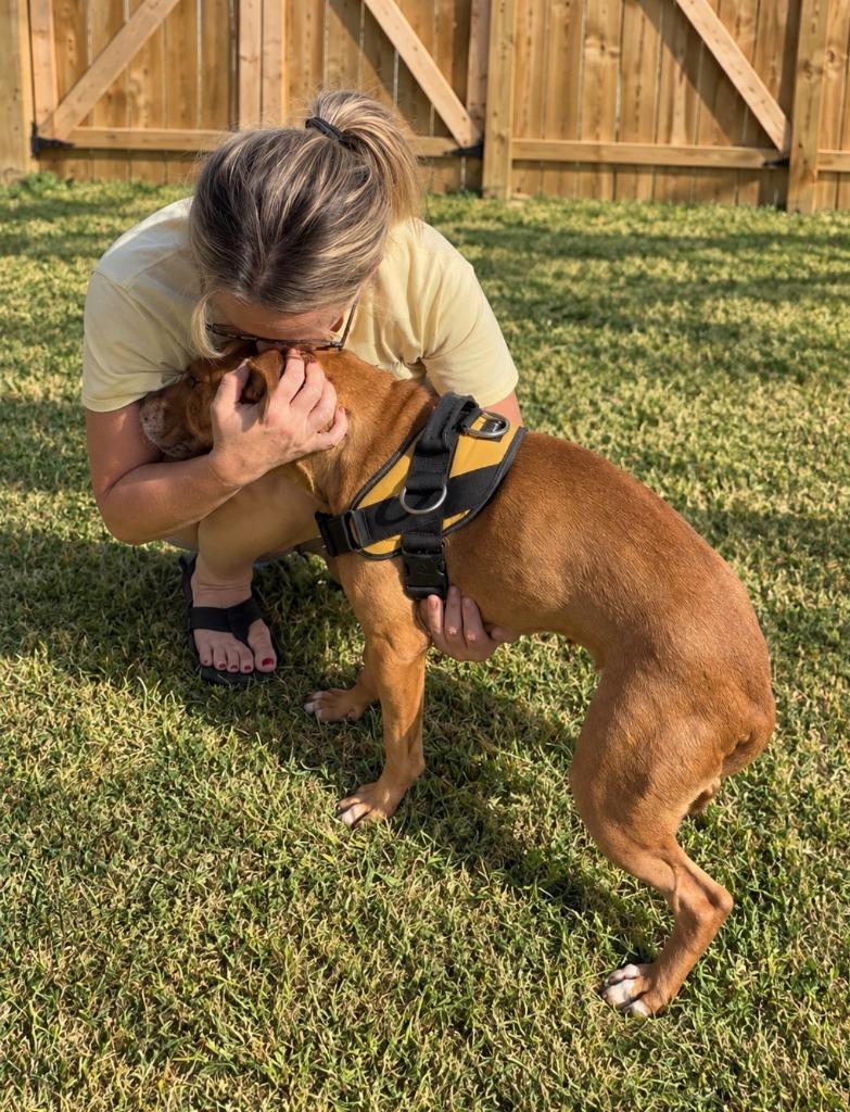 Enlarge Missy, a Adoptable mixed breed in Centralia, IL image 5/6
