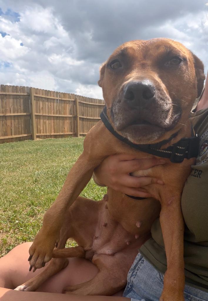 Enlarge Missy, a Adoptable mixed breed in Centralia, IL image 6/6