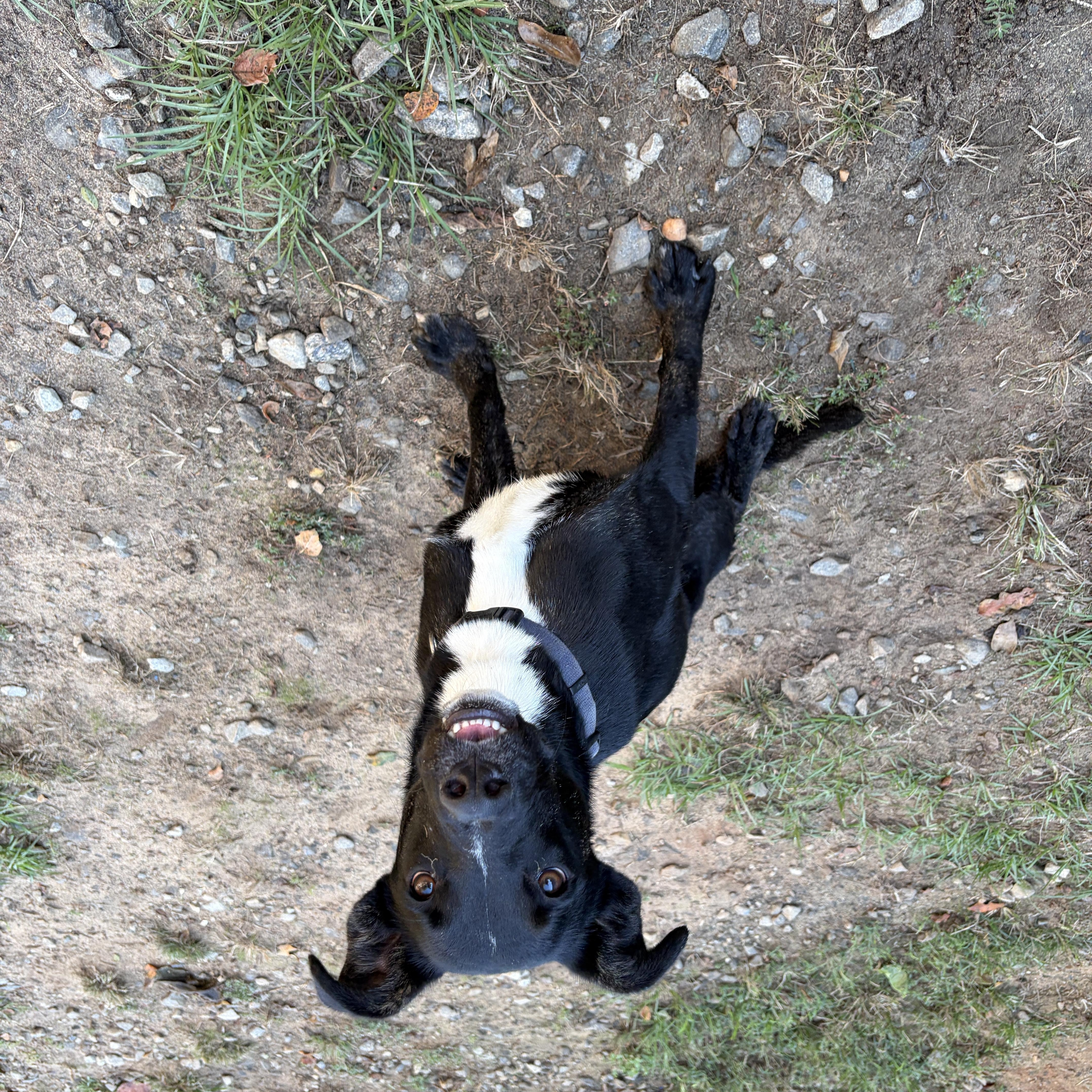 Enlarge Aliyah Boston, a Adoptable mixed breed in Perry, GA image 2/2
