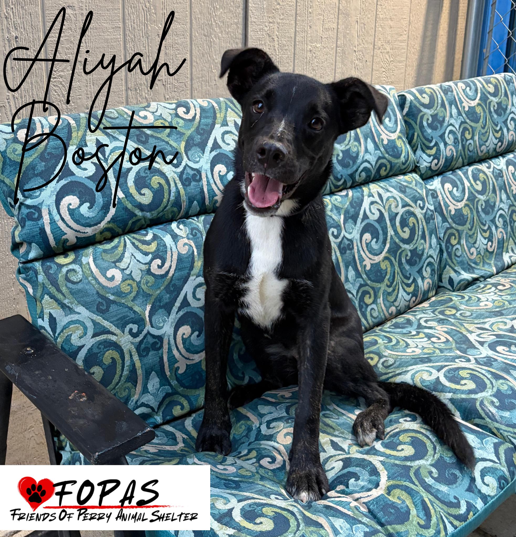 Aliyah Boston, ADOPTABLE, Puppy Female Australian Shepherd & German Shepherd Dog.