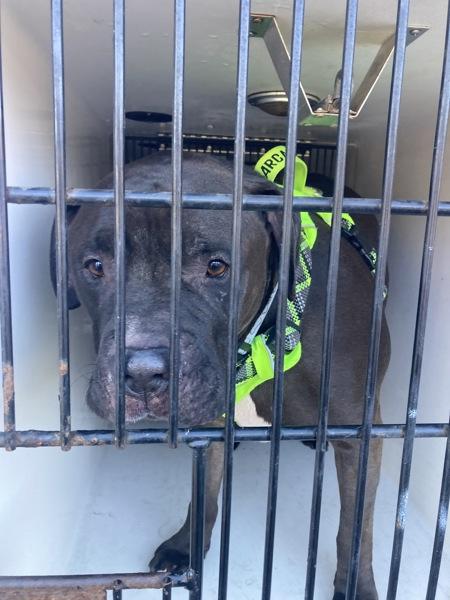 Prince, Adoptable, Adult Male Pit Bull Terrier.