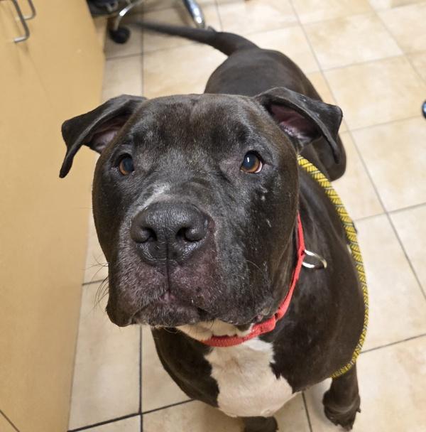 Prince, a Adoptable mixed breed in Troutdale, OR image 2/2