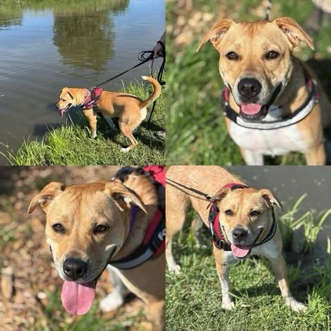 Amy, an adoptable Mixed Breed, American Bully in Watertown, WI, 53094 | Photo Image 2