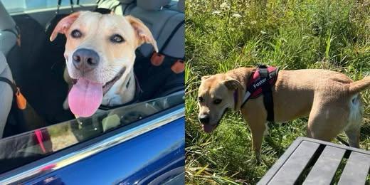 Amy, an adoptable Mixed Breed, American Bully in Watertown, WI, 53094 | Photo Image 2