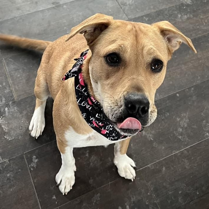 Amy, an adoptable Mixed Breed, American Bully in Watertown, WI, 53094 | Photo Image 3