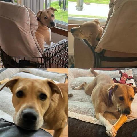 Amy, an adoptable Mixed Breed, American Bully in Watertown, WI, 53094 | Photo Image 4