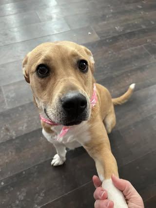 Amy, an adoptable Mixed Breed, American Bully in Watertown, WI, 53094 | Photo Image 5