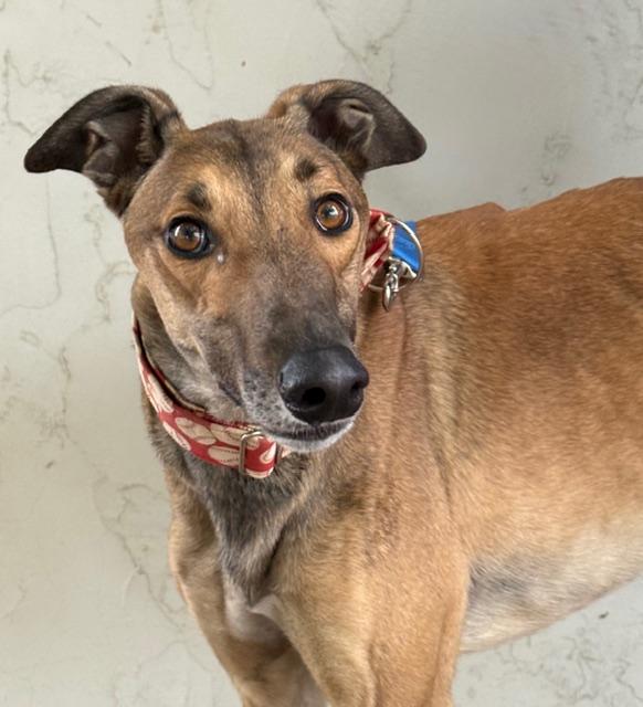 Farley, Adoptable, Adult Male Greyhound.