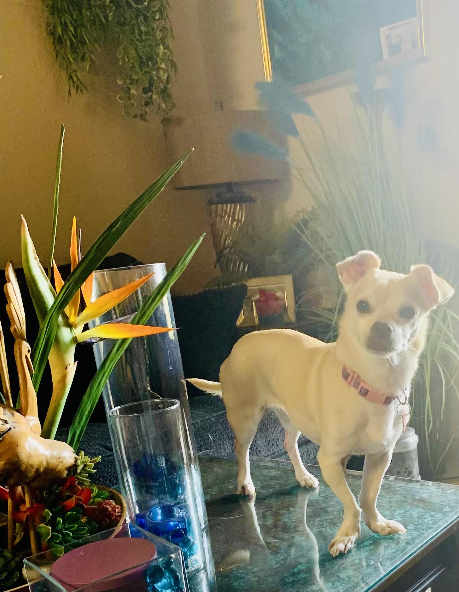 Lola, an adopted Chihuahua in Las Vegas, NV image 3/3