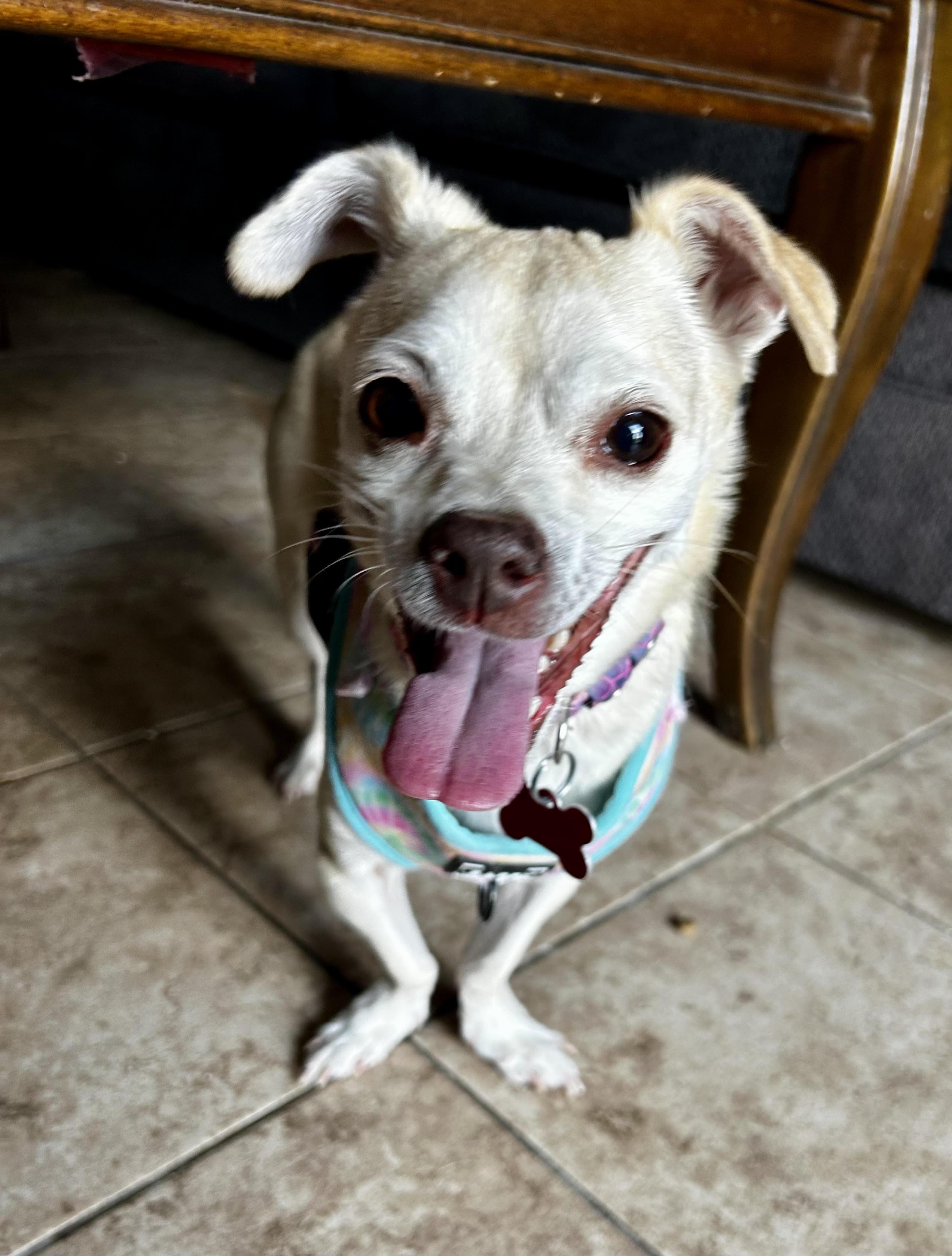 Lola, an adopted Chihuahua in Las Vegas, NV image 2/3