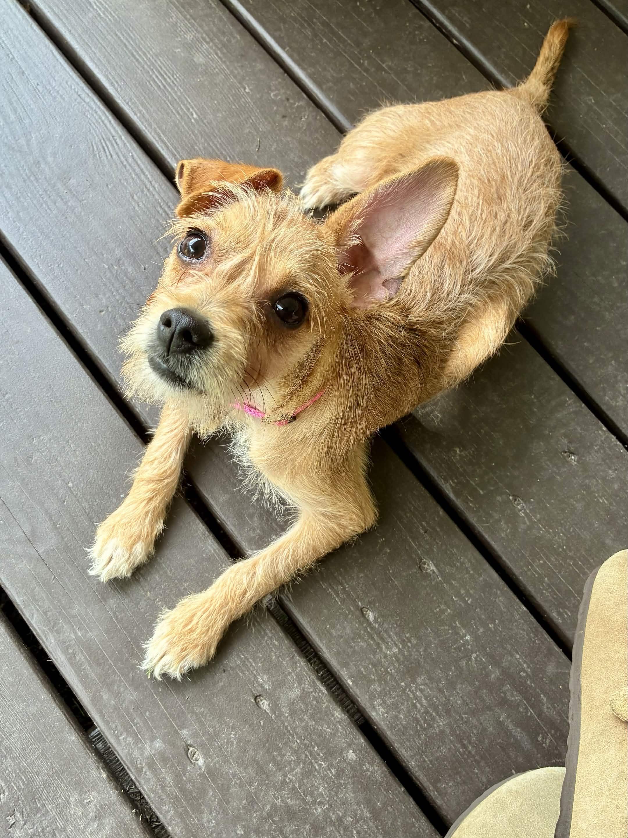 Boogie, a ADOPTABLE mixed breed in Austin, TX image 2/2