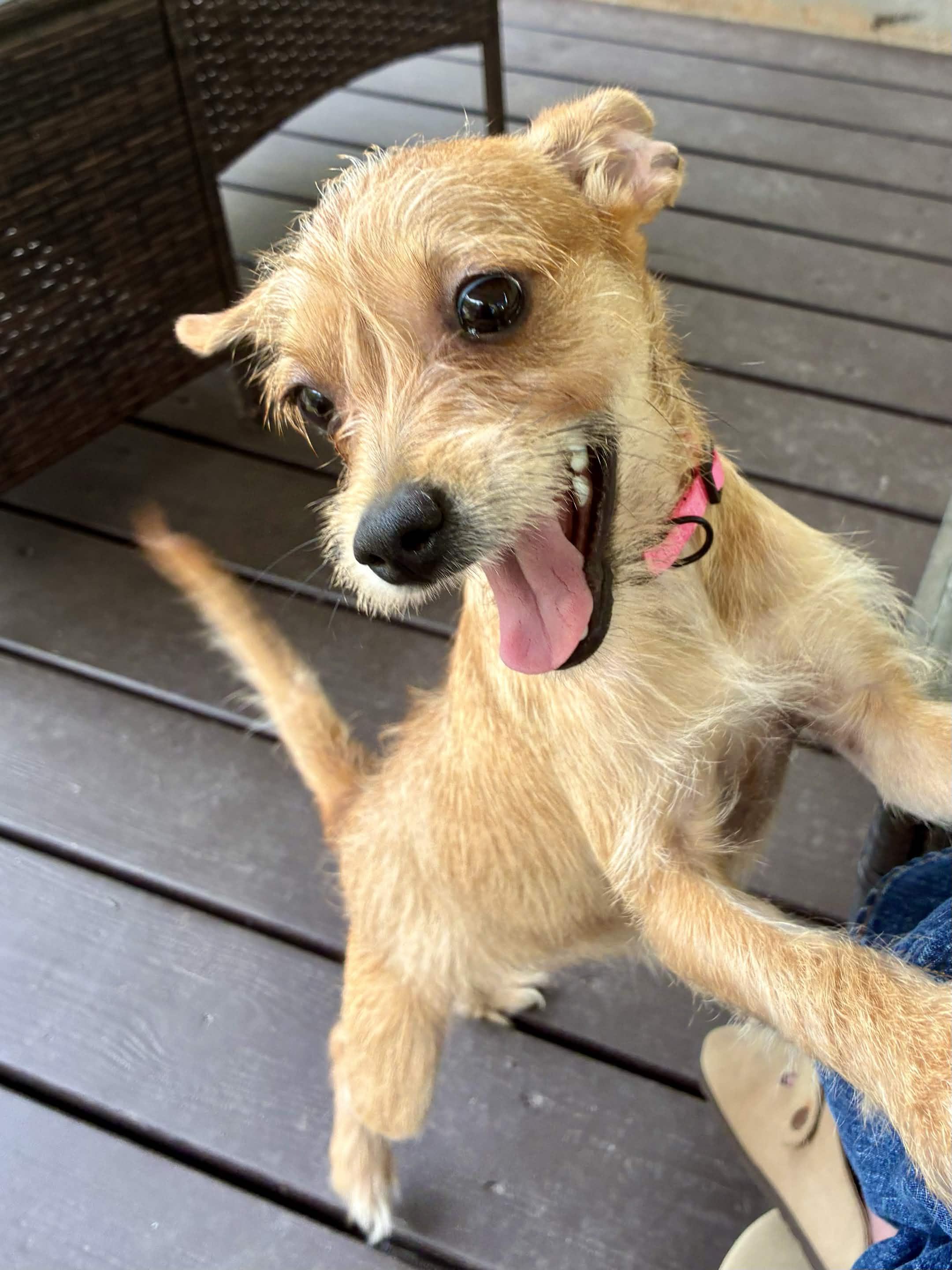 Boogie, ADOPTABLE, Adult Female Terrier & Portuguese Podengo.
