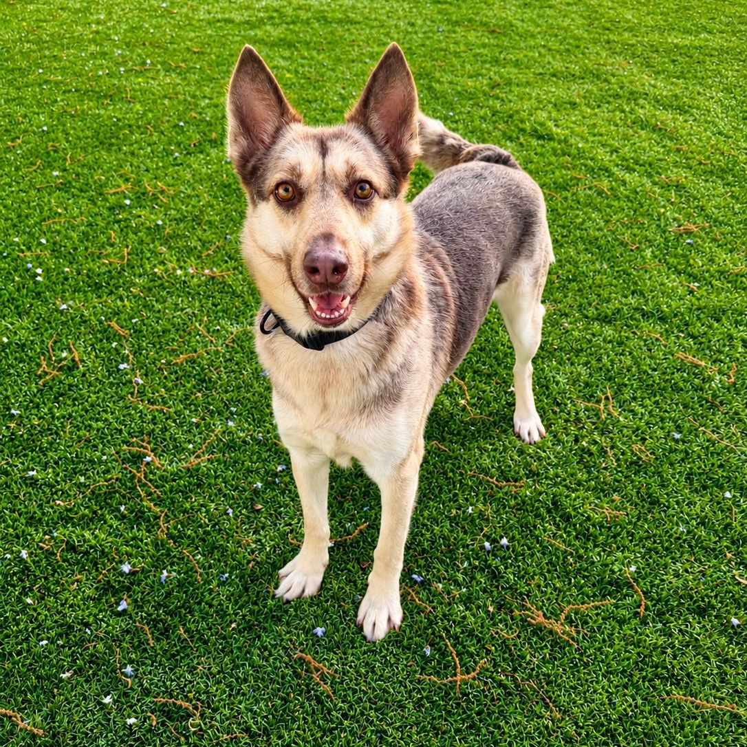 KIRA, Adoptable, Young Female German Shepherd Dog.