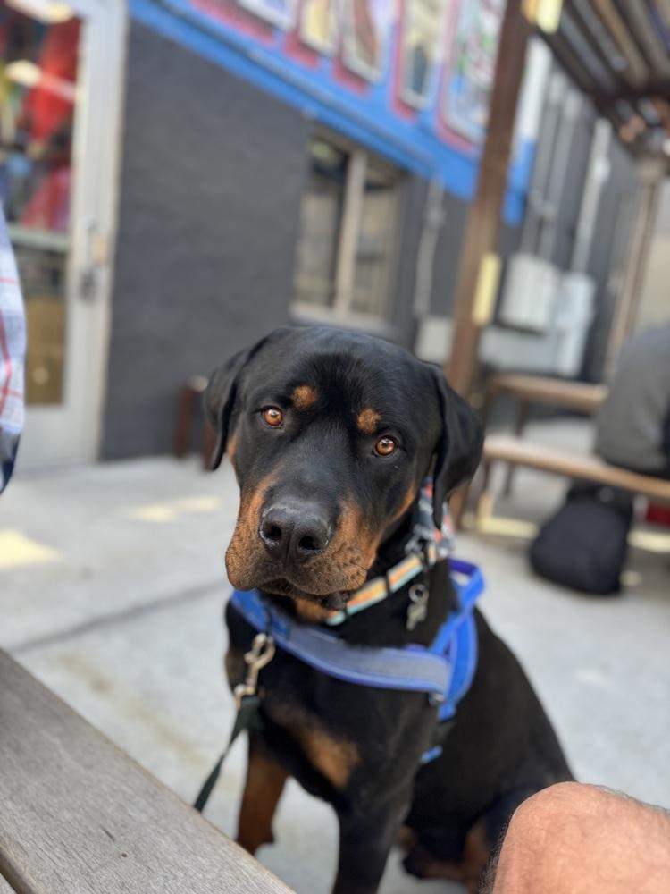Kane, Adoptable, Adult Male Rottweiler.