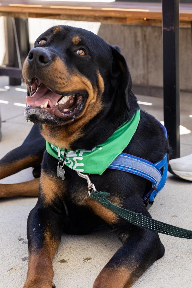 Enlarge Kane, a Adoptable Rottweiler in Denver, CO image 2/6