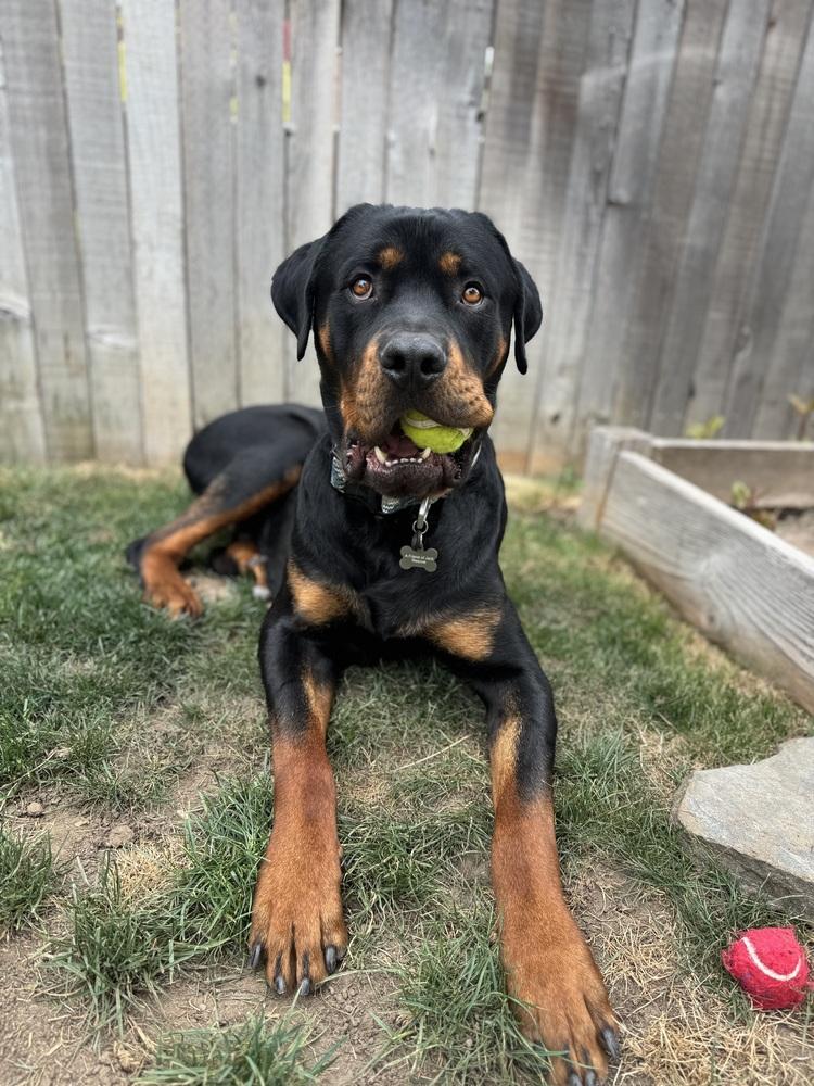 Enlarge Kane, a Adoptable Rottweiler in Denver, CO image 3/6