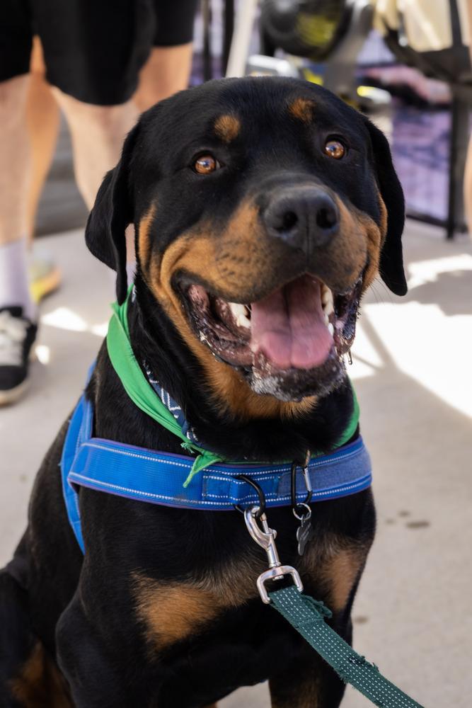 Enlarge Kane, a Adoptable Rottweiler in Denver, CO image 5/6