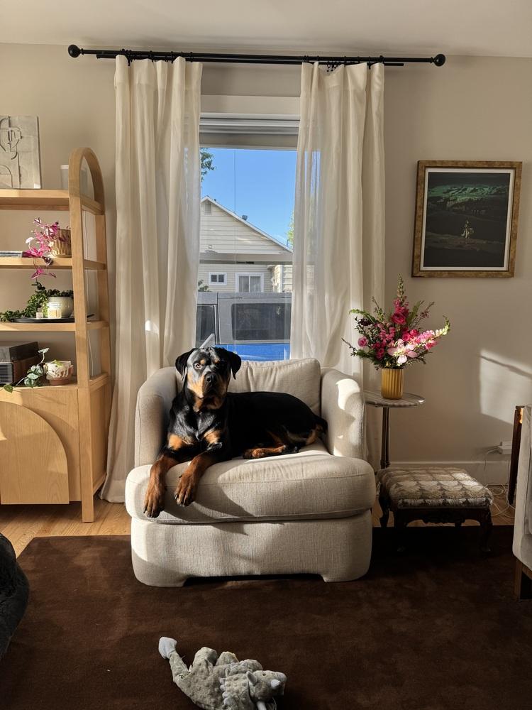 Enlarge Kane, a Adoptable Rottweiler in Denver, CO image 6/6