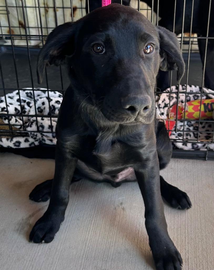 Spot, Adoptable, Puppy Male Mixed Breed.