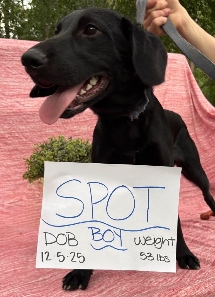 Spot, a Adoptable mixed breed in Sharpsburg, GA image 2/3